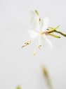 Gaura (Oenothera lindheimeri)