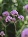 Verbena bonariensis