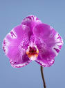 Orquídea Premium Phalaenopsis 'Singolo' morada