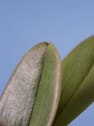 Orquídea Premium Phalaenopsis 'Singolo' morada