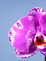 Orquídea Premium Phalaenopsis 'Singolo' morada