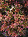 Berberis thunbergii admiration