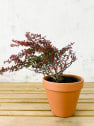 Berberis thunbergii admiration