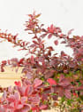 Berberis thunbergii admiration
