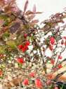 Berberis thunbergii admiration