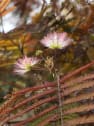 Albizia julibrissin ‘Summer Chocolate’