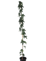 Morus alba 'Fruitless'