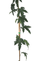 Morus alba 'Fruitless'