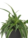 Chlorophytum clorofito (especies variadas)