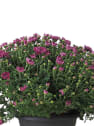 Crisantemo de Bola Rosa