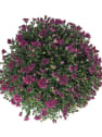 Crisantemo de Bola Rosa