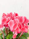 Cyclamen flameado