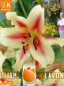 Bulbos Lilium lavon 3uds