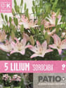 Bulbos Lilium lollypop 5uds