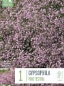 Bulbos Gypsophila Paniculata Festival Rosa 1ud