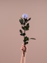 Rosa Preservada Eterna Cool Lavander