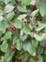 Cotoneaster lucidus