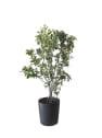 Cotoneaster lucidus