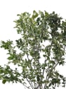 Cotoneaster lucidus