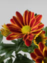 Chrysanthemum 'Rainbow Lake Worth'