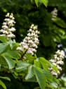 Aesculus hippocastanum (Castaño de las indias)