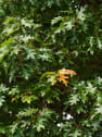 Roble americano (quercus rubra)
