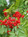 Sorbus aucuparia wettra