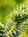 Pinus chile araucaria