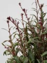 Gaura (Oenothera lindheimeri)