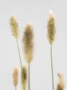 Gramínea Pennisetum 'Red Bunny Tails'