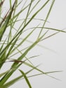 Gramínea Pennisetum 'Red Bunny Tails'