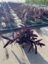 Tradescantia pallida purpurea
