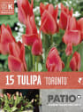 Bulbos de Tulipán greigii 'Toronto'