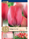 Bulbos de Tulipán 'Van Eijk'
