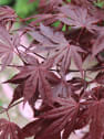 Acer palmatum 'Fireglow'
