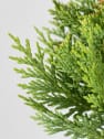 Ciprés de Leyland - × Hesperotropsis leylandii 'Castlewellan Gold' Pompones