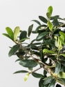 Bonsai Olivo (Olea europaea)