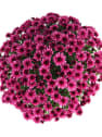Crisantemo de Bola Rosa