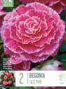 Bulbos begonia lace pink rosa 2uds