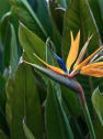 Strelitzia reginae (Ave del Paraíso)