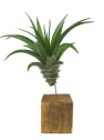 Tillandsia xerografica con bloque de madera