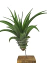 Tillandsia xerografica con bloque de madera