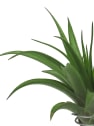 Tillandsia xerografica con bloque de madera