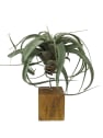 Tillandsia xerografica con bloque de madera