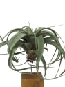 Tillandsia xerografica con bloque de madera