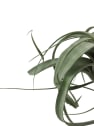 Tillandsia xerografica con bloque de madera