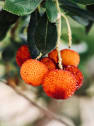 Arbutus unedo (Madroño)