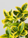 Evónimo dorado - Euonymus japonicus 'Aurea'