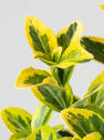 Evónimo dorado - Euonymus japonicus 'Aurea'