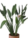 Strelitzia reginae (Ave del Paraíso)